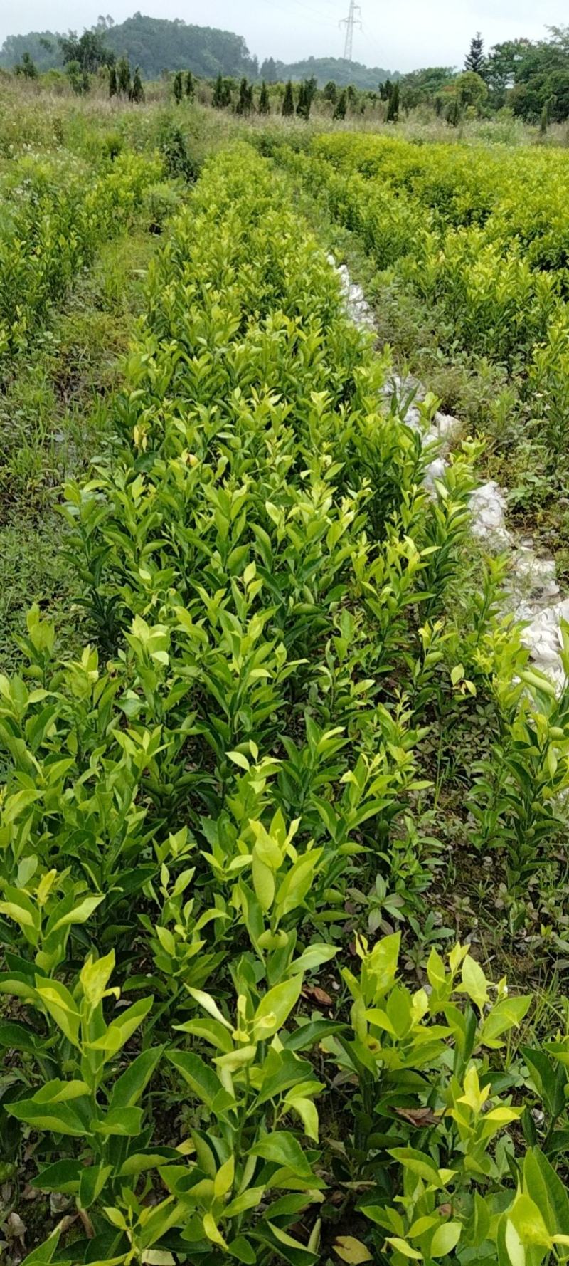 紫叶李,一种极具观赏价值的景观树种,其叶片呈现深紫色,格外引人注目。但许多人可能好奇:这种美丽的植物是否适合食用呢?今天我们就来详细探讨一下。
